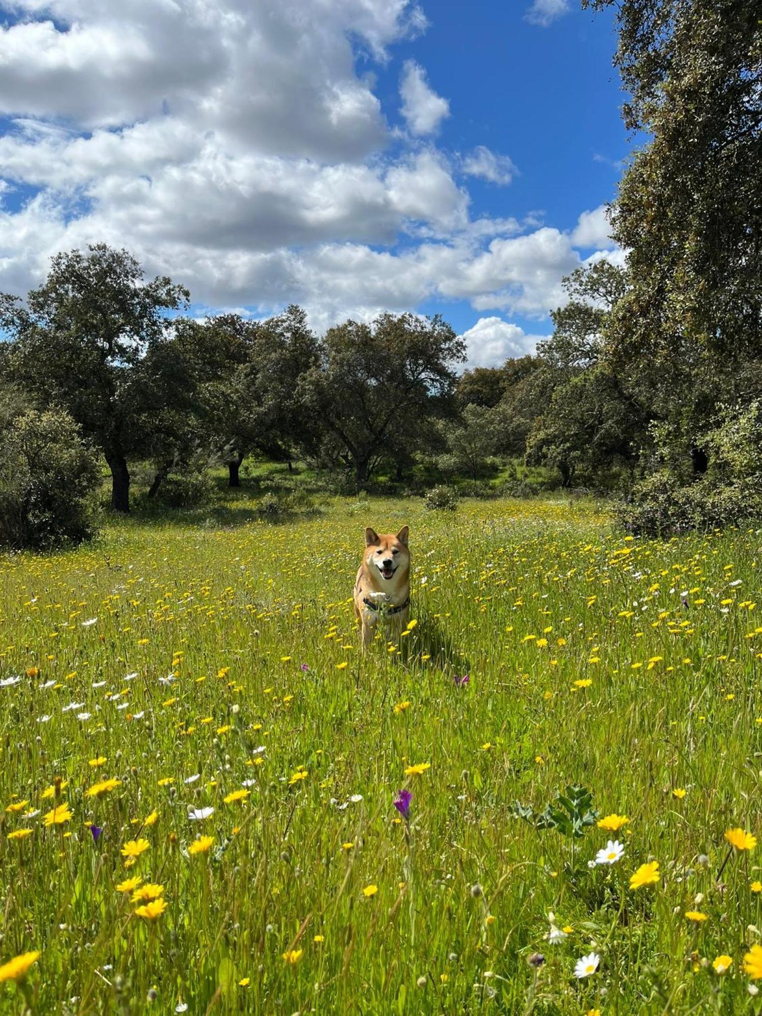 מלון Adamuz La Dehesa Experiences מראה חיצוני תמונה